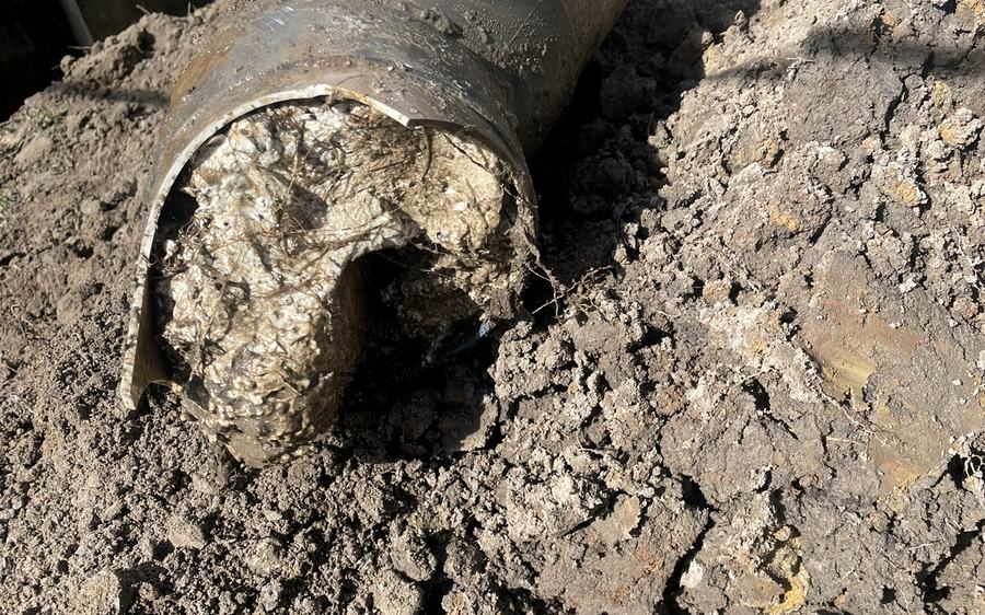 Root-choked stormwater pipe excavated and exposed — the cause of recurring water ingress